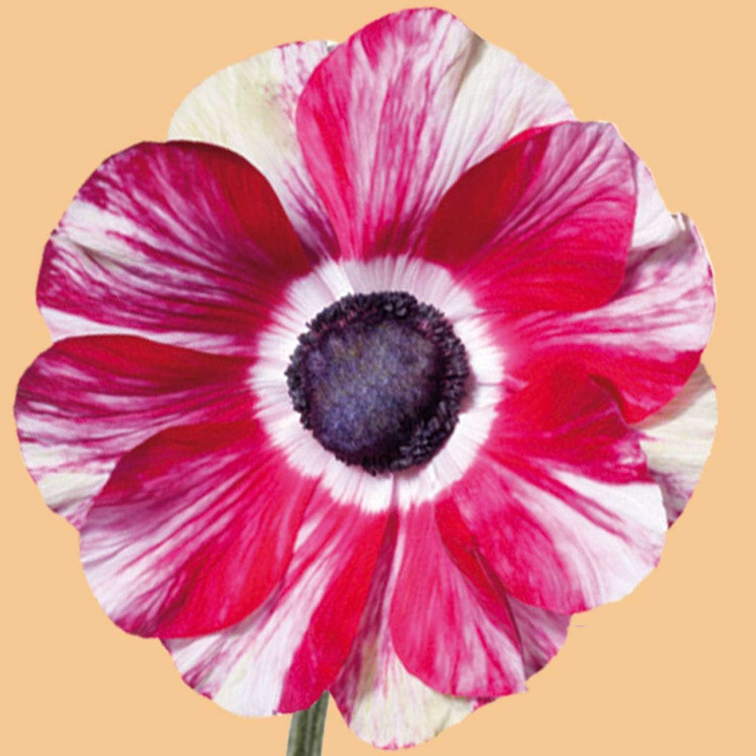 Anemone 'Mistral® Tigre' - Anemone